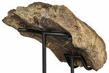 Fossil Triceratops Nasal Bone w/ Metal Stand - Montana #356901-6